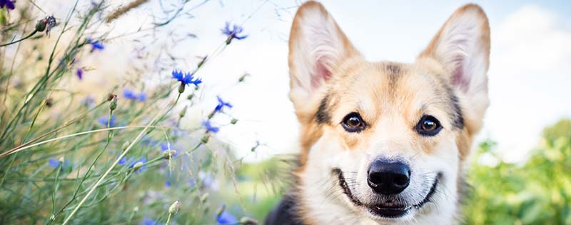 Veterinary Emergency Services at Mountain Empire Small Animal Hospital